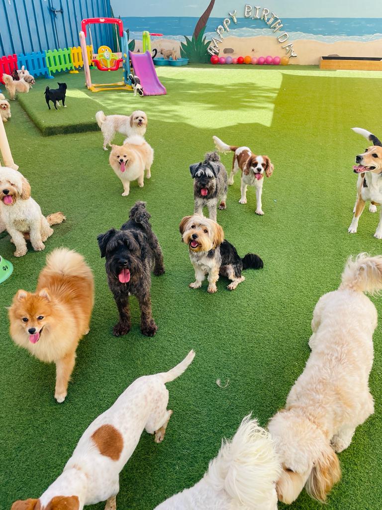 My Buddy Pet Care Best pet care in Dubai